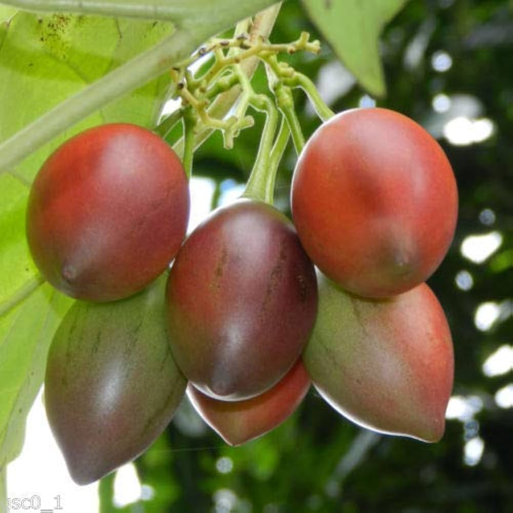 Tamarillo (tree tomato Cyphomandra betacea) for planting in garden